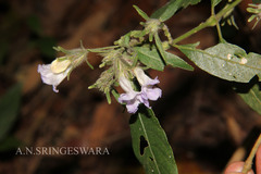 Strobilanthes aurita